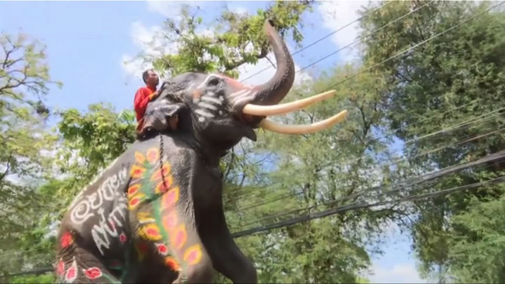 亞洲多國旅遊區大象境況堪憐