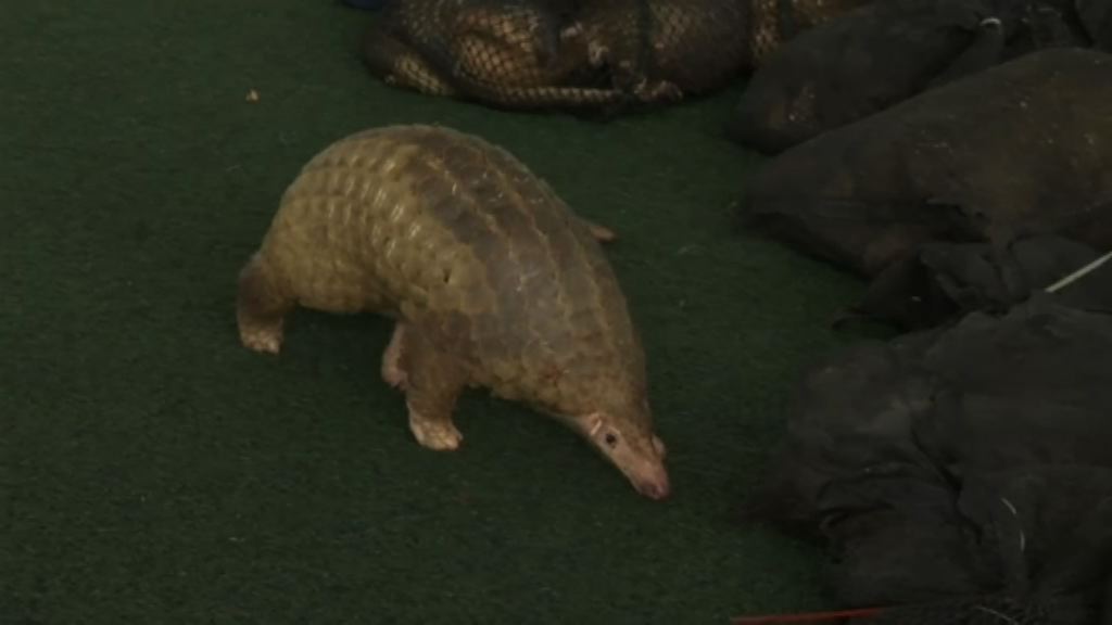 泰國海關截獲逾百隻野生穿山甲