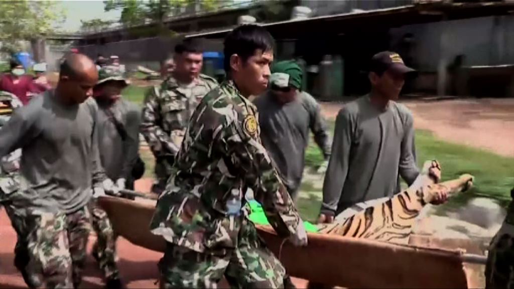 泰國老虎廟藏40具幼虎屍體