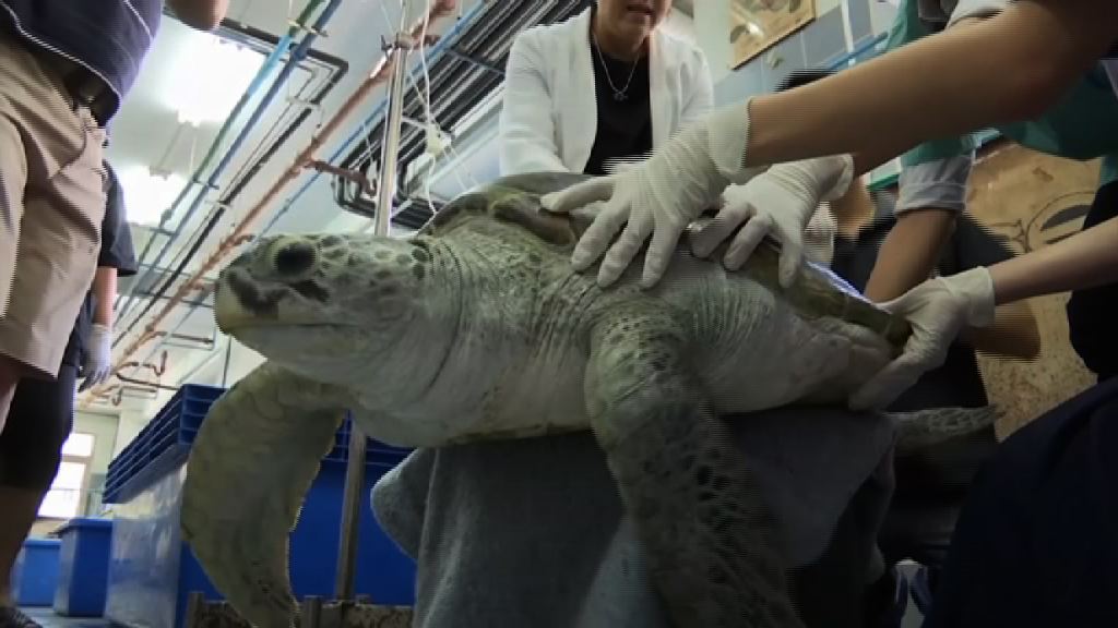 泰國吞近千枚硬幣綠海龜不治