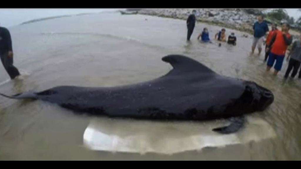 領航鯨吞80膠袋後死亡