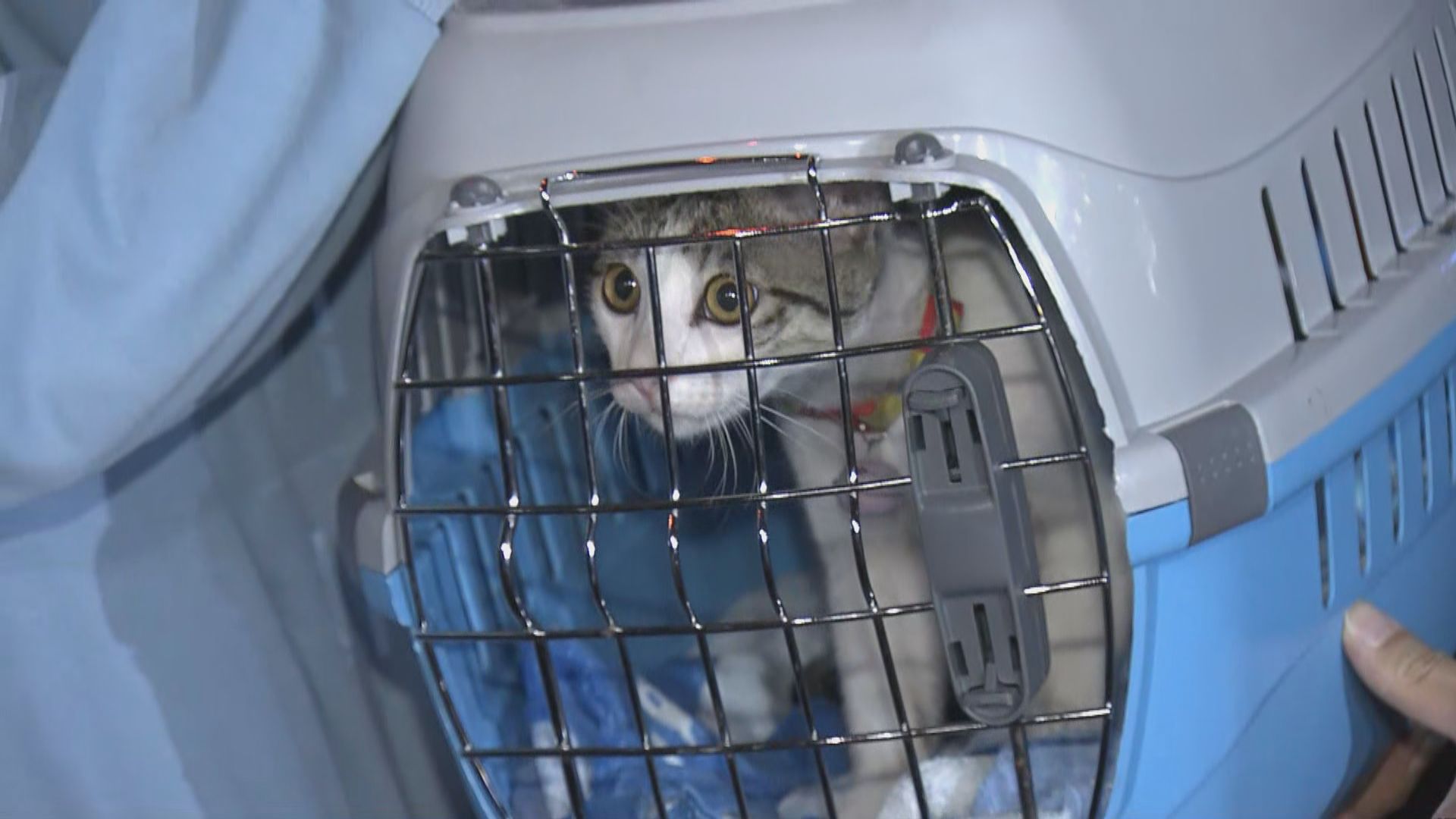 男子在深水埗涉盜竊家貓被捕