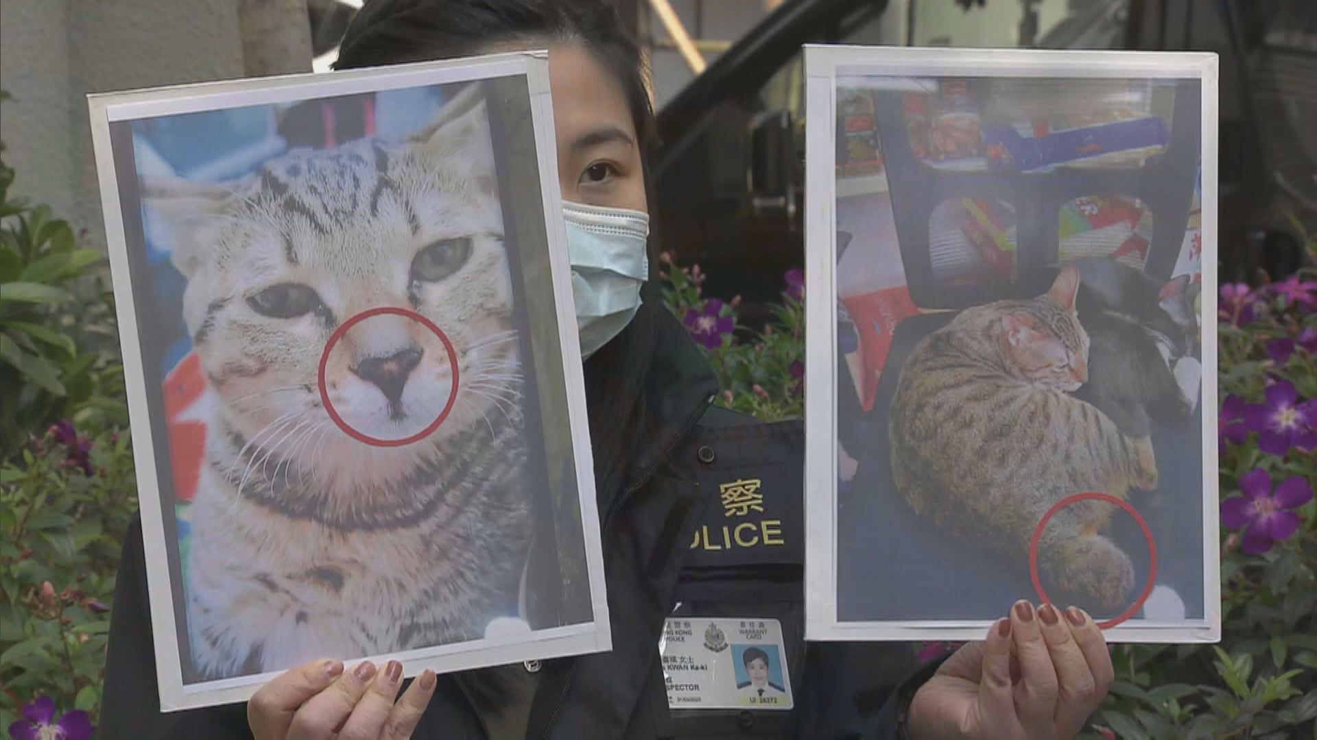 深水埗女子涉盜竊家貓被捕