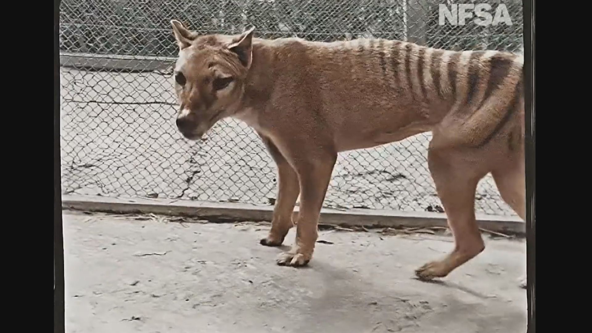 科學家首次對滅絕物種做RNA測序