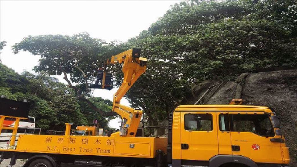 康文署大埔鷺林剪樹　大批幼鳥傷亡