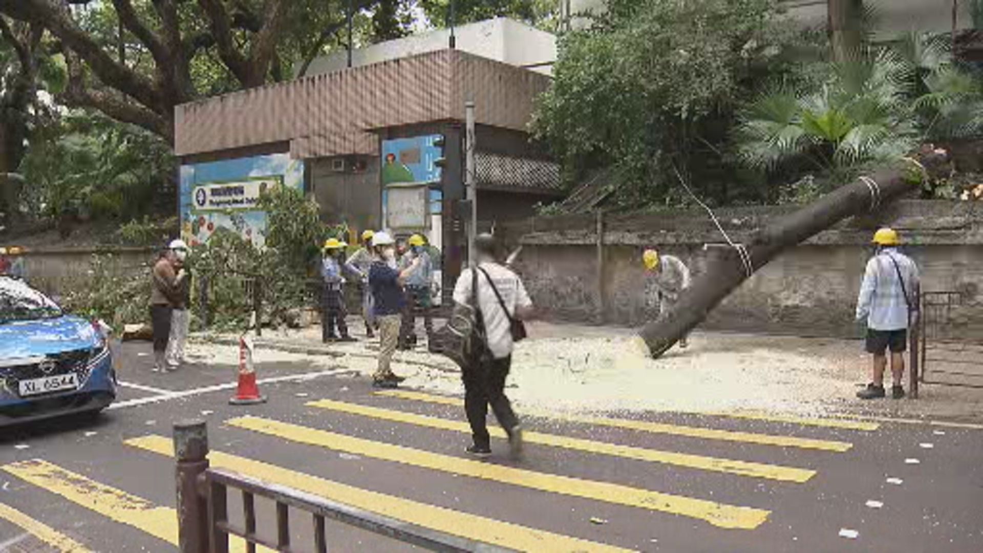 建築署已完成對倒塌附近樹木初步複查 樹木情況穩定