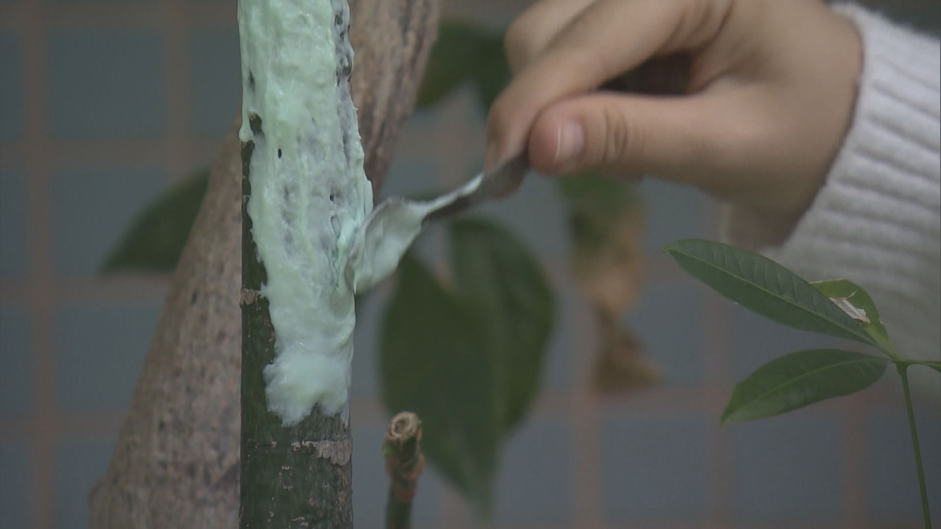 學生發明「樹膠布」防塌樹　爭取多年未能在港應用