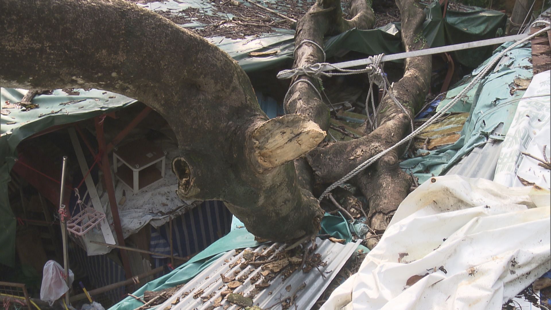 梨木樹有寮屋被大樹壓著近一周無人清 村民斥政府漠視人命安全