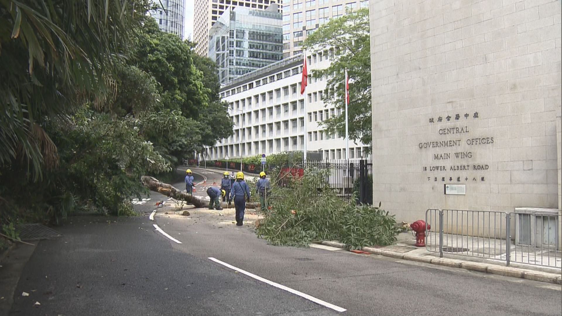 中環下亞厘畢道大樹倒塌無人傷