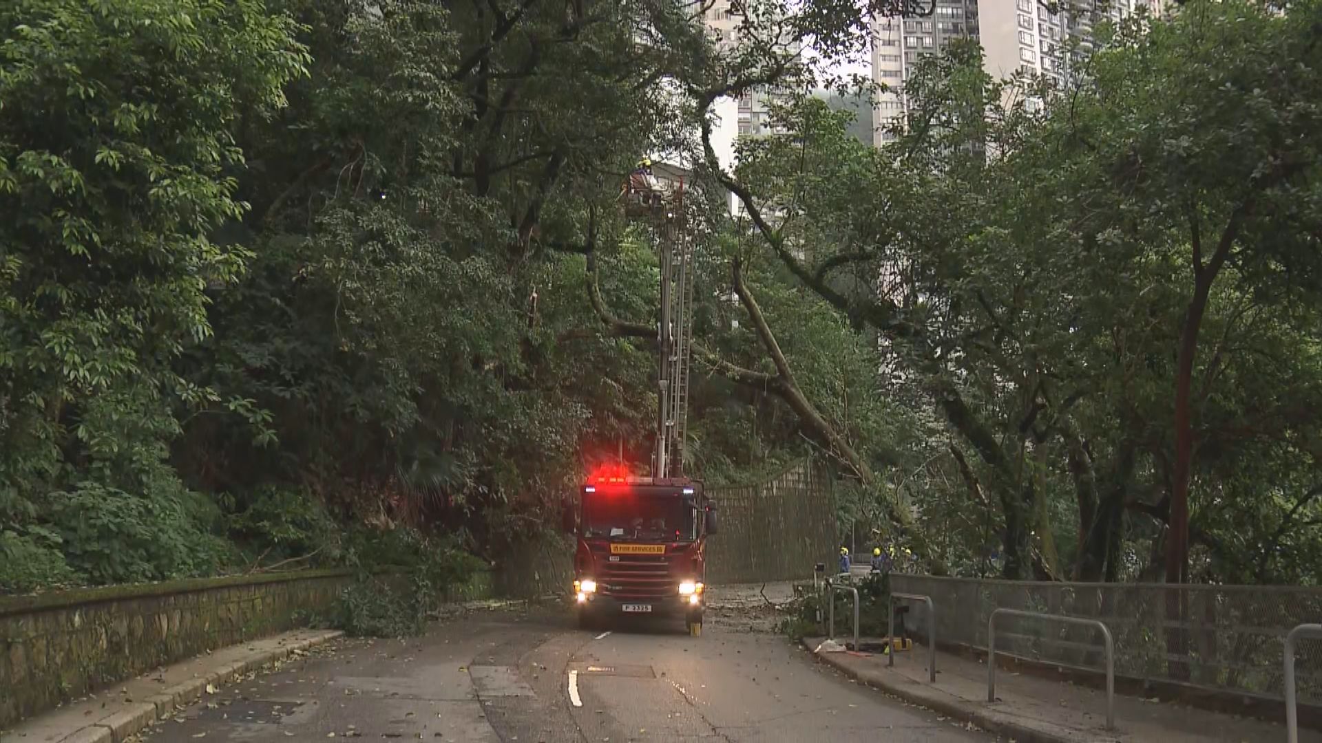 半山梅道大樹倒塌無人傷