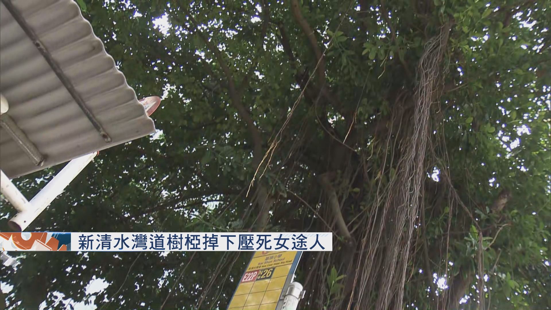 新清水灣道塌樹壓死女途人　據報死者為外傭