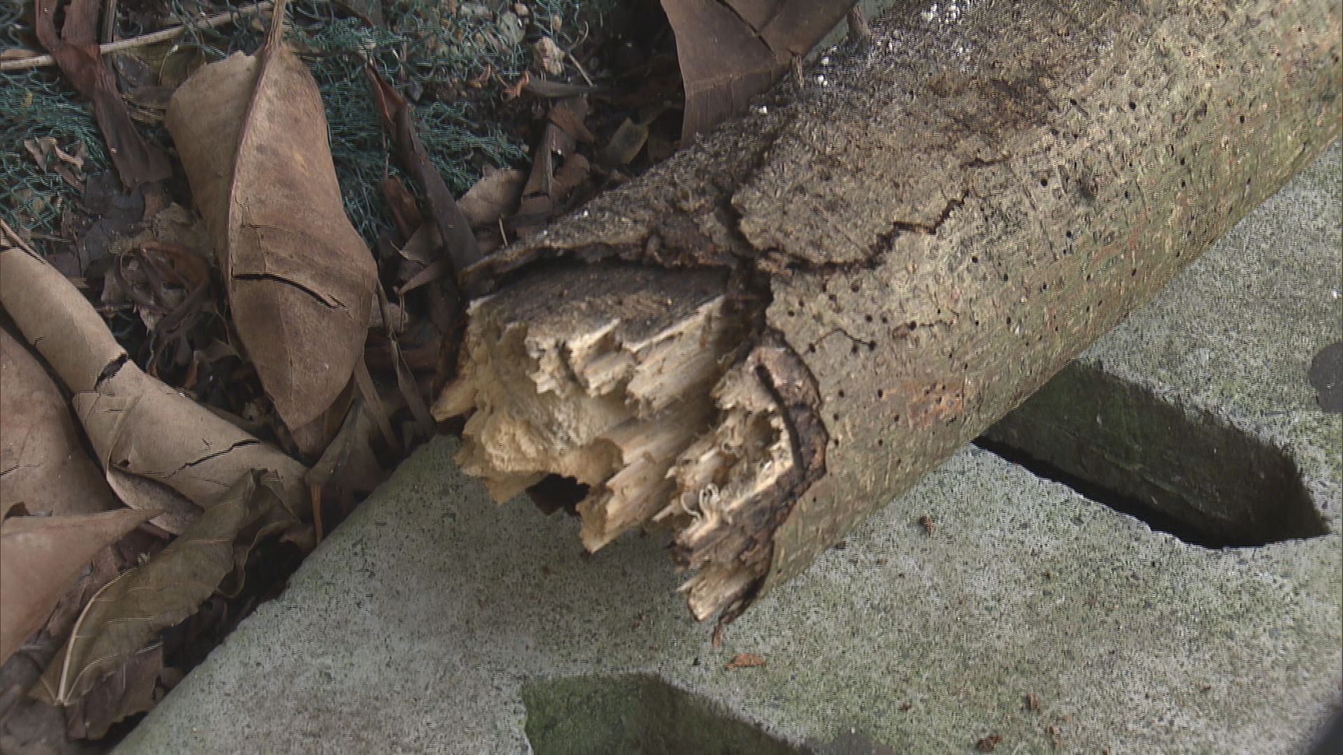 外傭遭樹幹擊斃　房屋署正調查意外原因