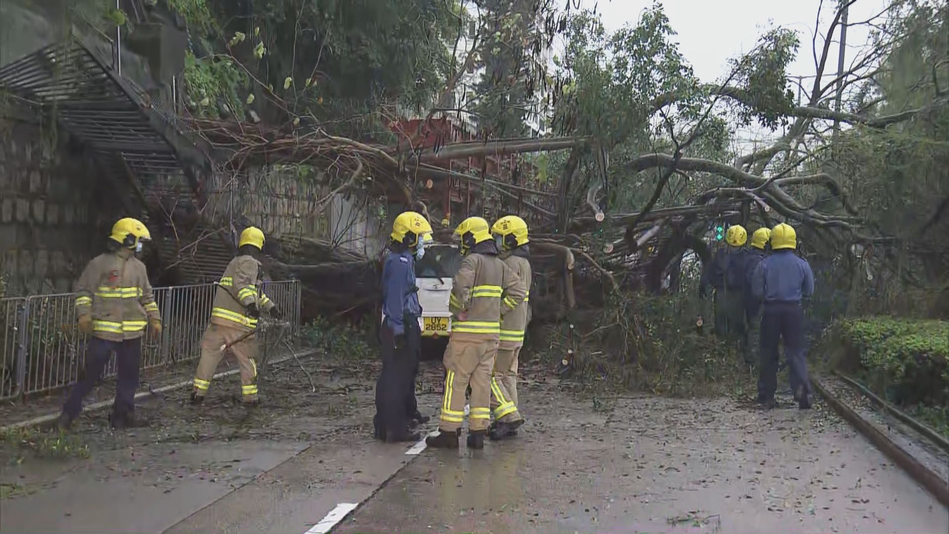 九龍塘有樹木倒塌