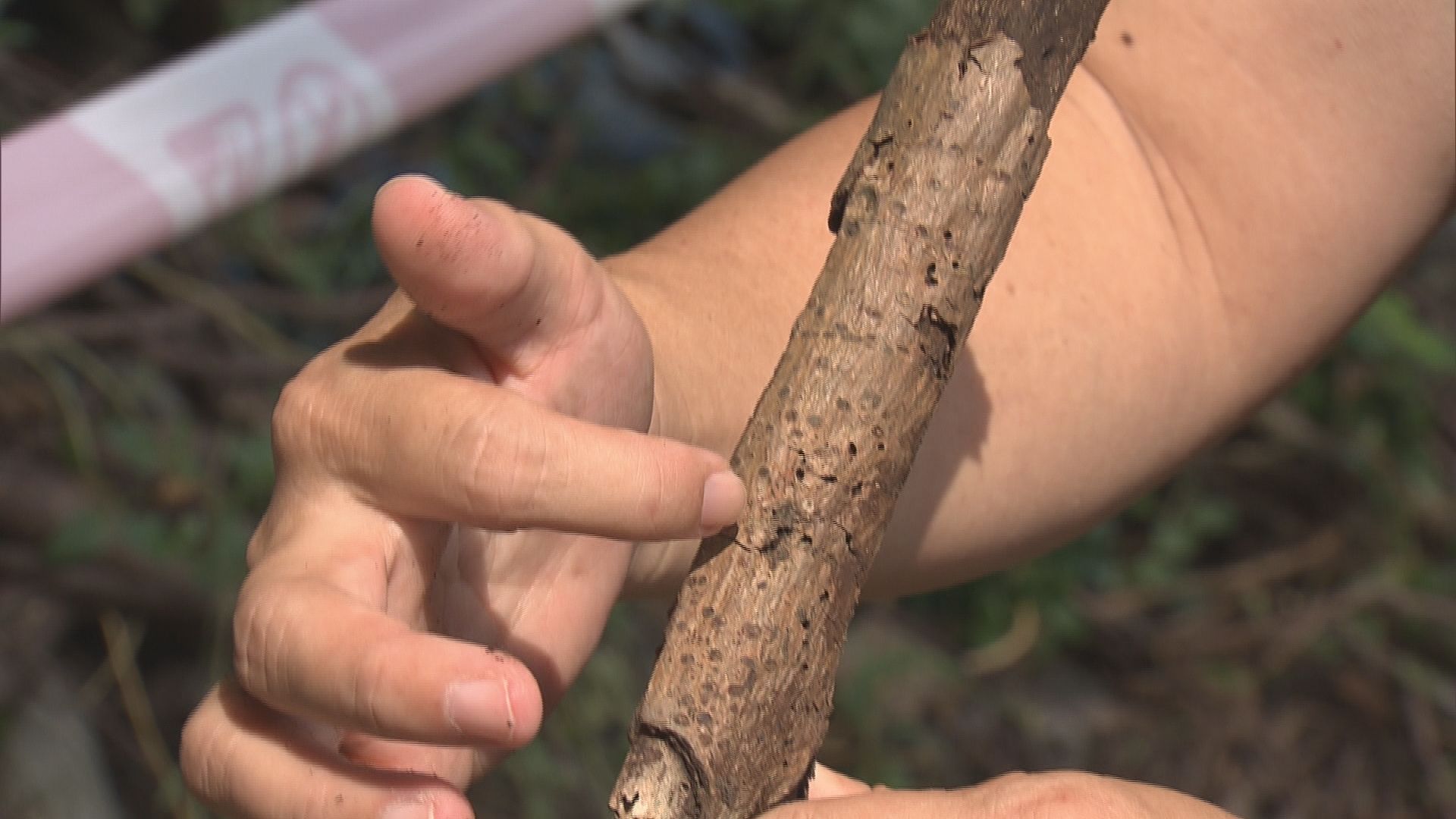 專家質疑承辦商檢測樹木馬虎