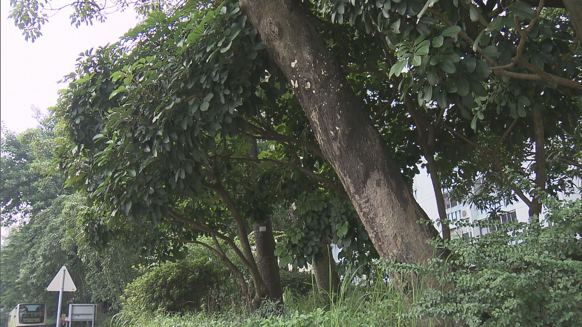 管理塌樹承辦商負責東九龍2.1萬棵樹