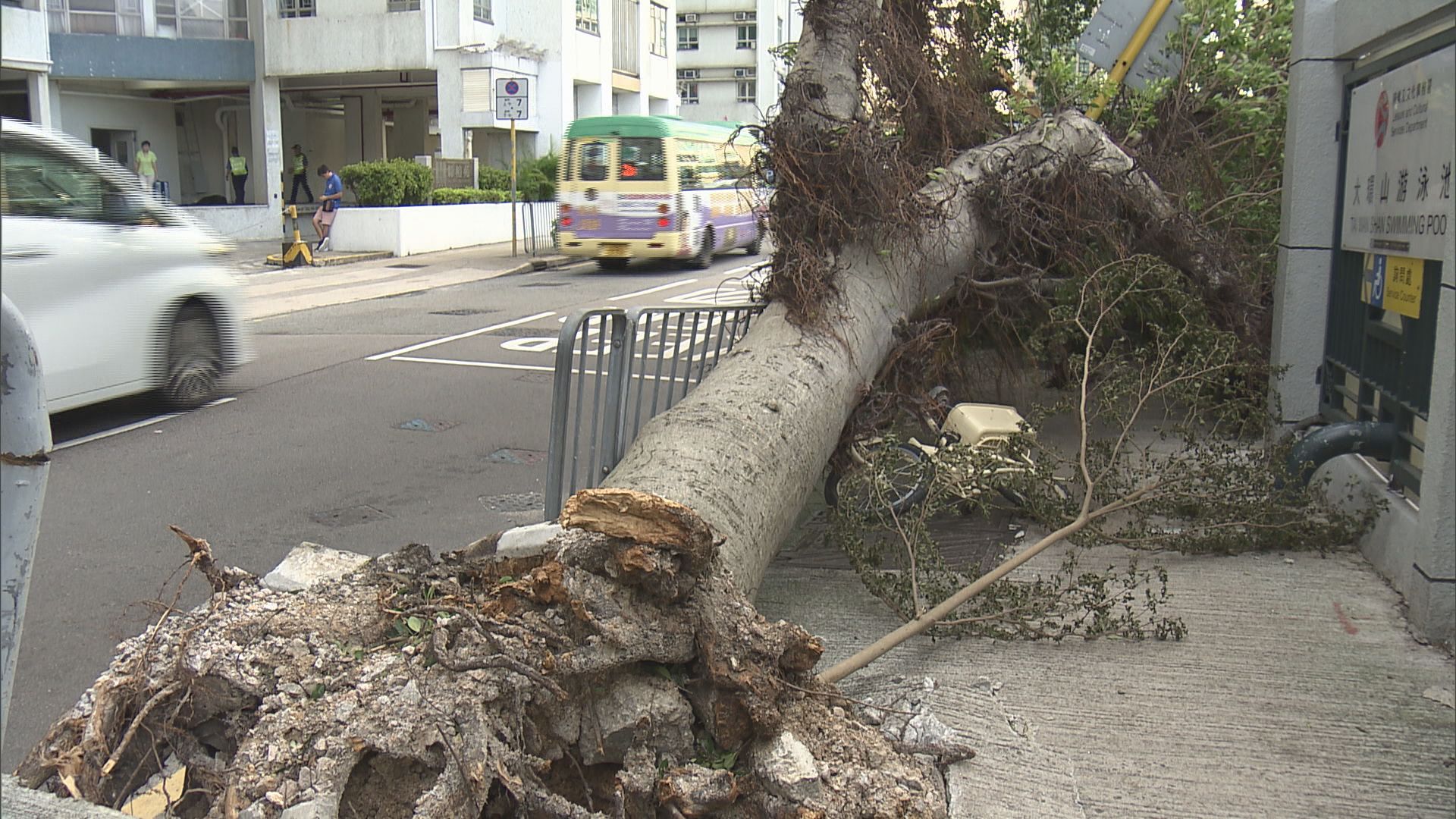 專家指路旁樹木仍有倒塌危機