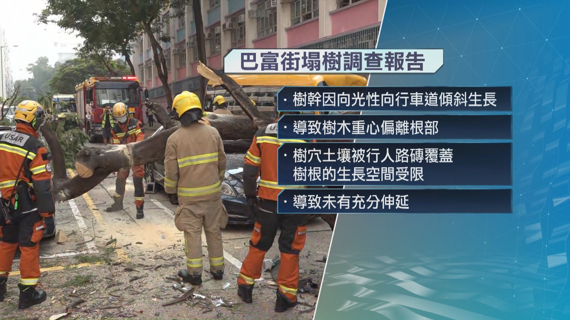 何文田上月鳳凰木倒塌壓校巴　康文署：覆檢後移除59棵鳳凰木