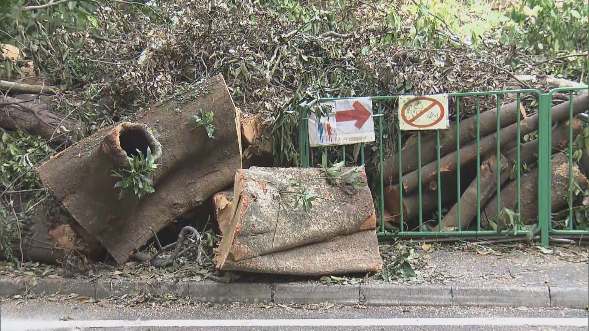 地政總署：8月接梧桐寨村塌樹投訴　對延誤處理致歉