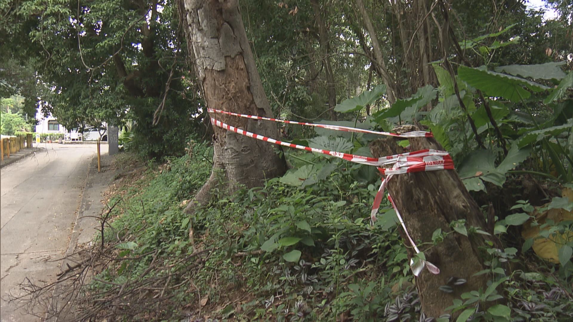 大埔林村發生塌樹意外後　附近有枯樹未被處理