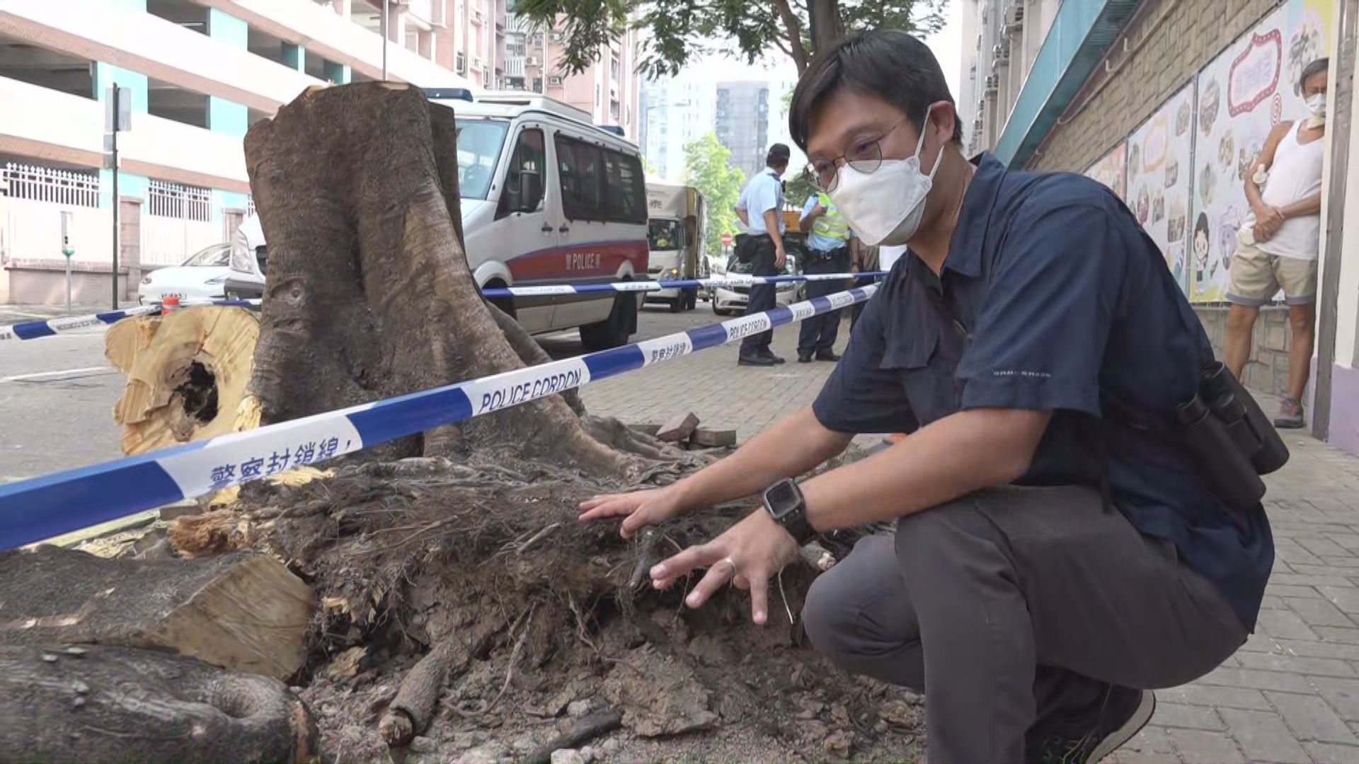 何文田大樹倒塌壓中四輛車　專家估計根部腐爛支撐不到倒塌