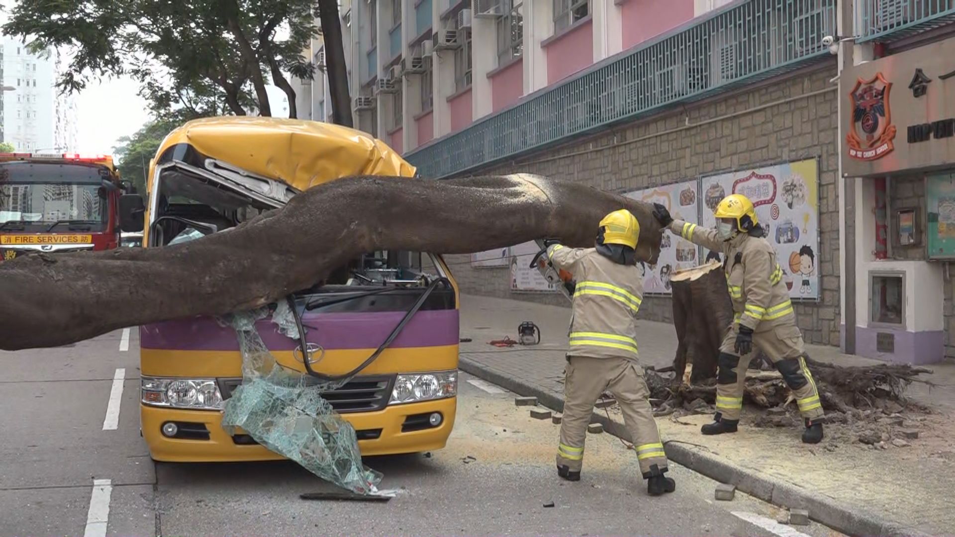 何文田大樹倒塌壓中四車　環保組織：樹幹腐爛促當局檢測附近樹木