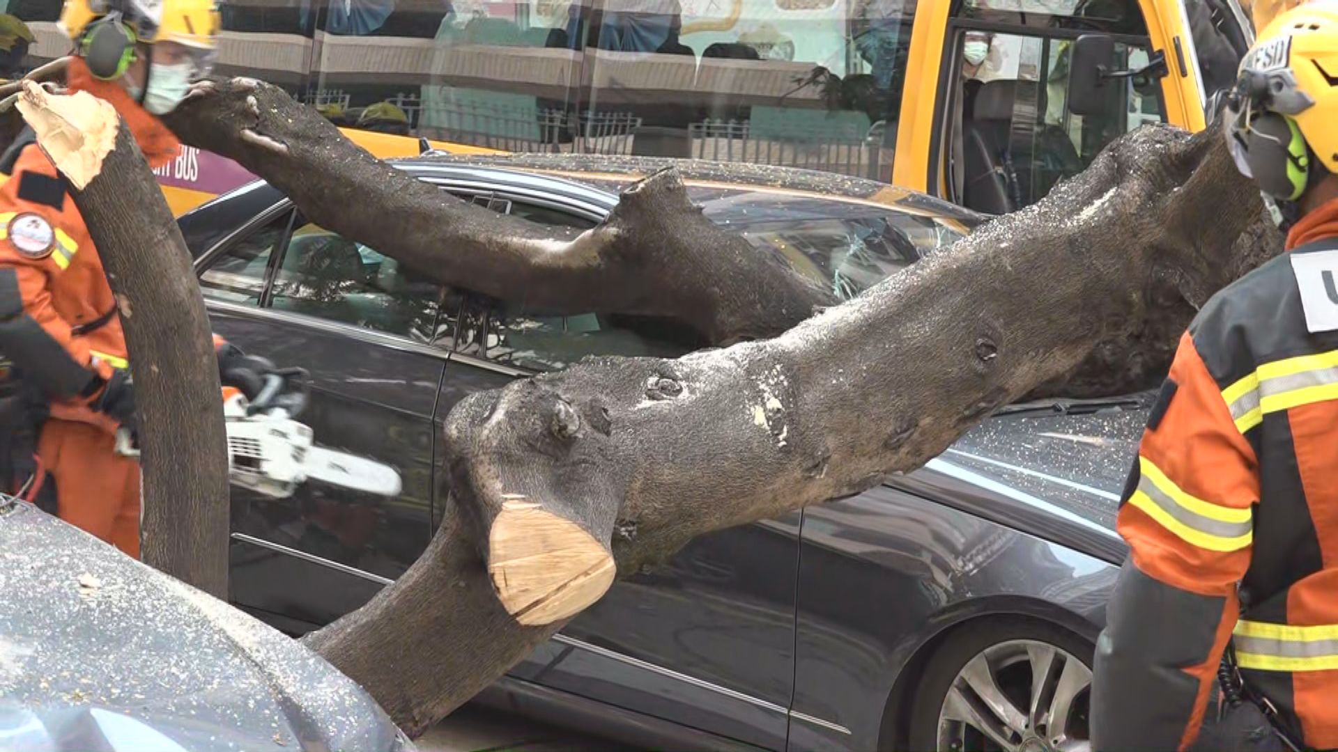 何文田有大樹倒塌　壓中四輛車包括校巴