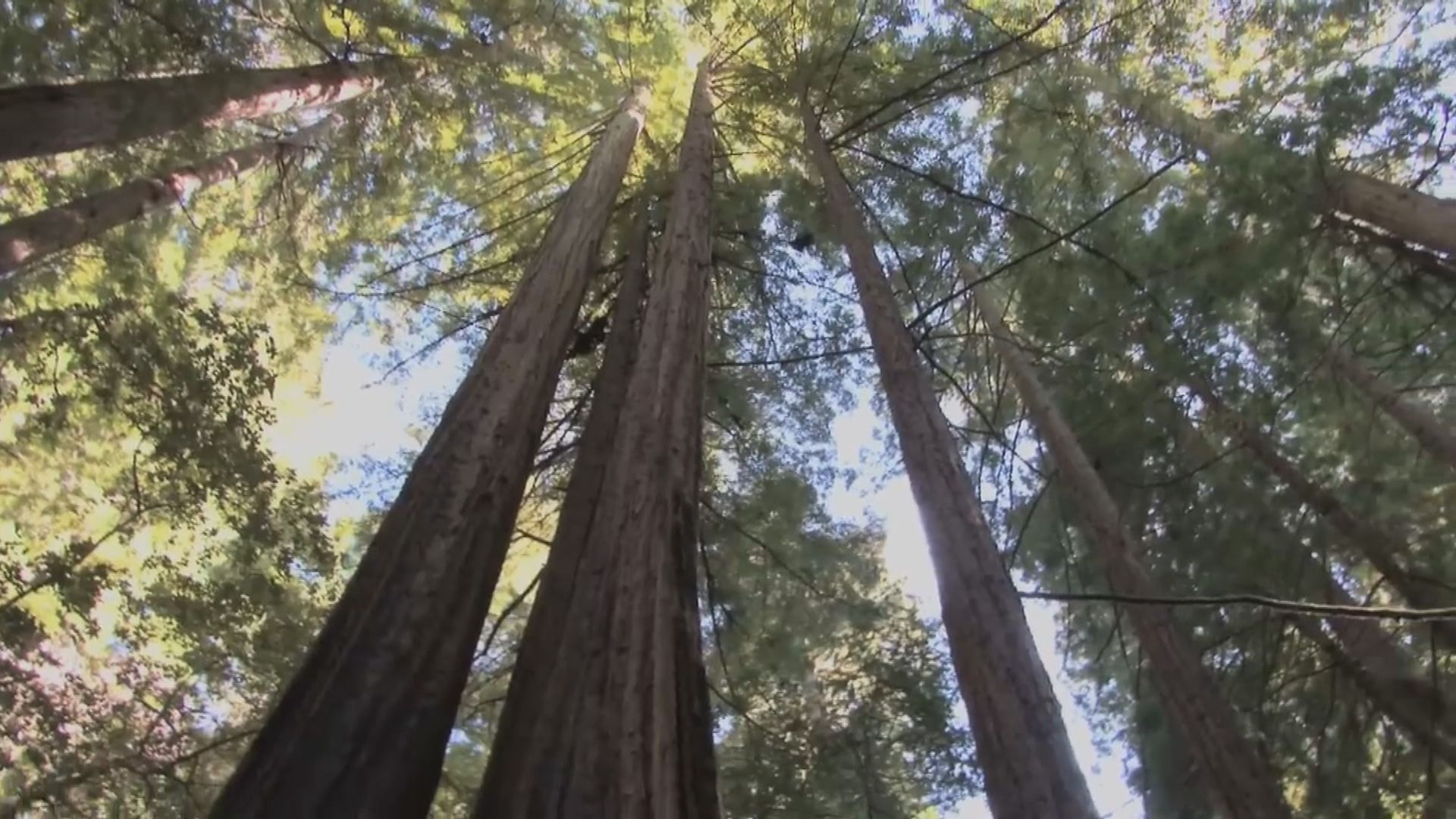 科學家觀察樹木年輪發現2023年是兩千多年來最熱