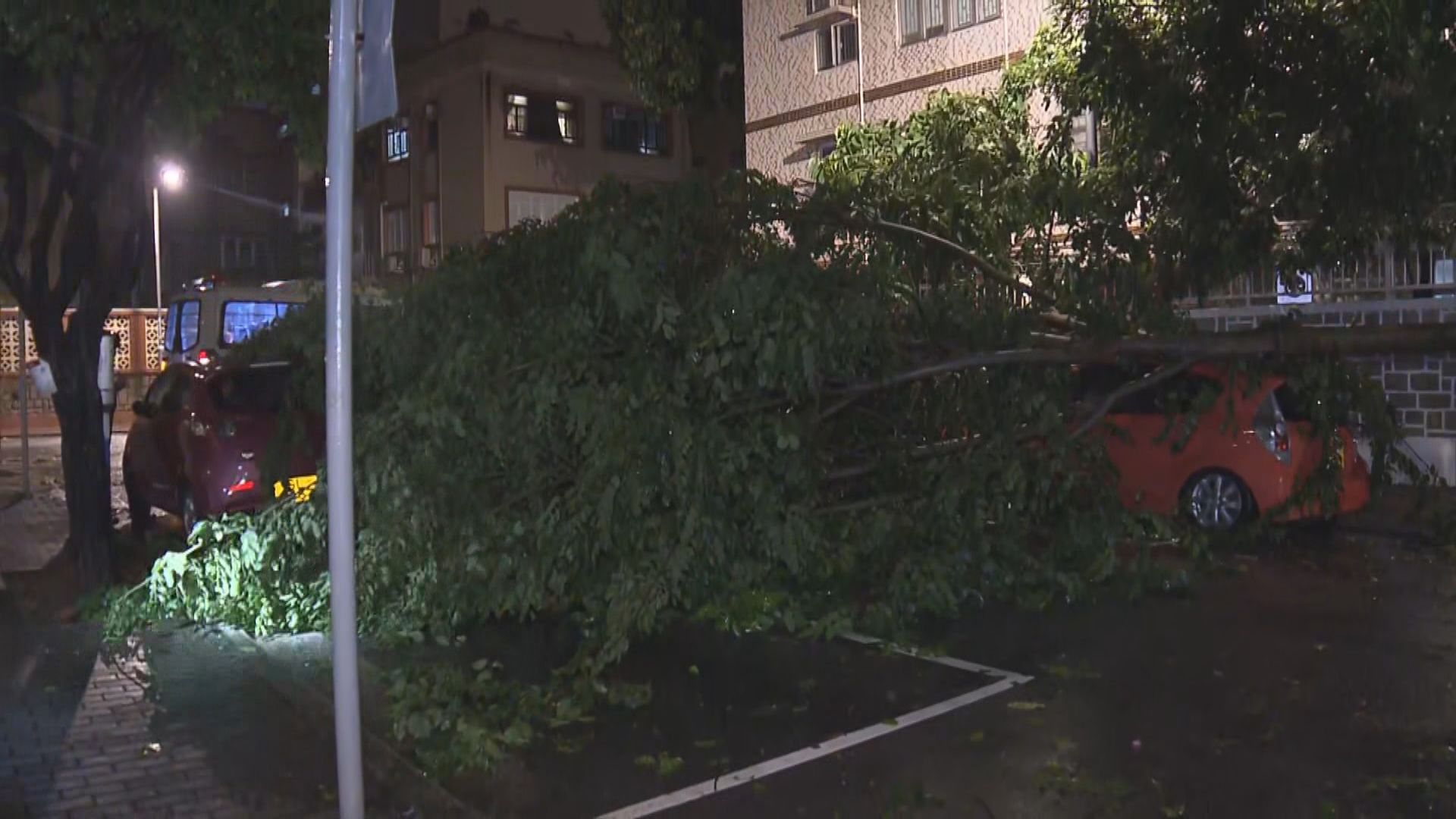 九龍塘尖沙咀大樹倒塌壓毀三車無人傷