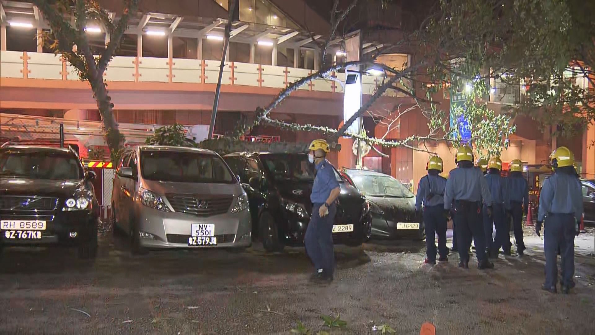 旺角一個露天停車場大樹倒塌壓兩車　無人傷