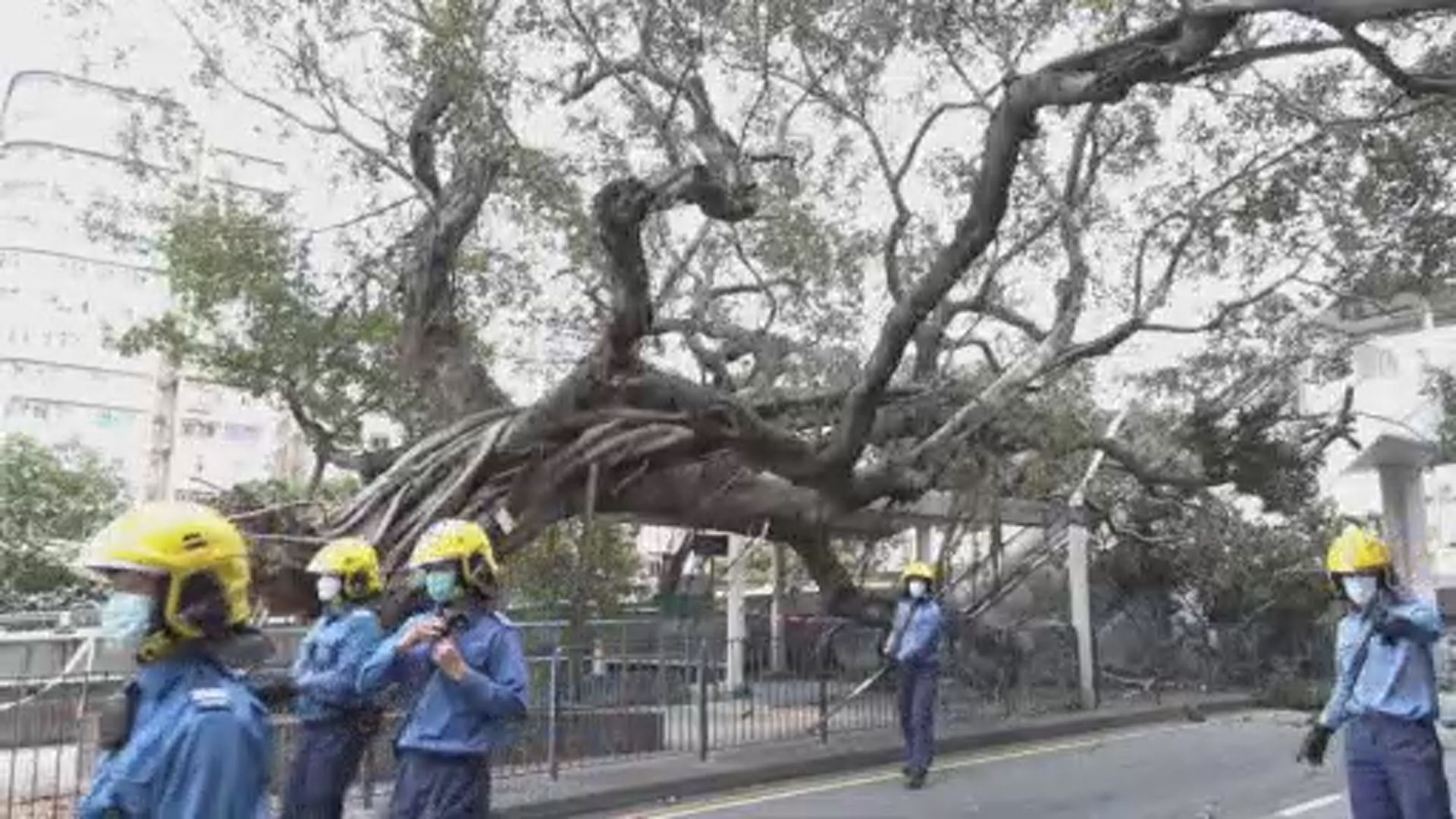 旺角東站外塌樹　壓毀燈柱無人傷