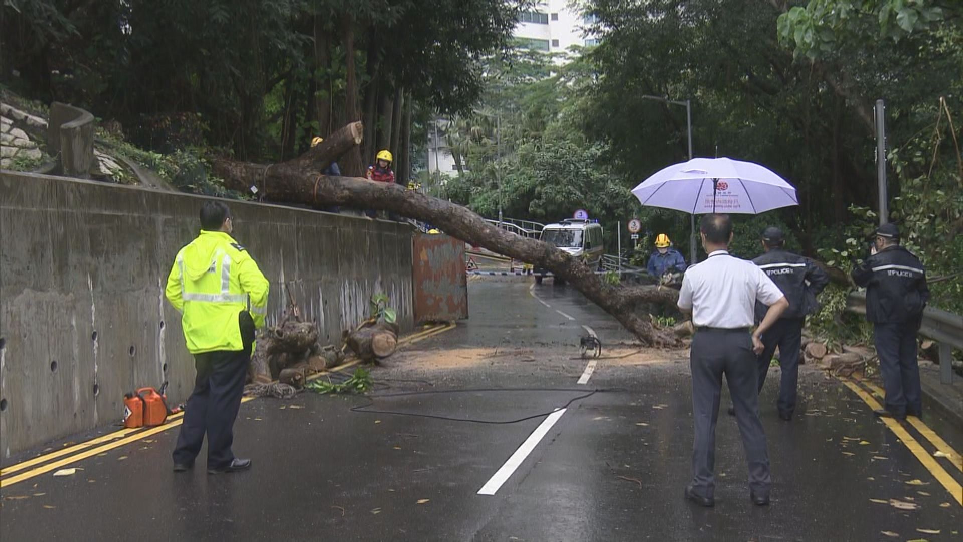 瑪麗醫院大樹倒塌 無人受傷