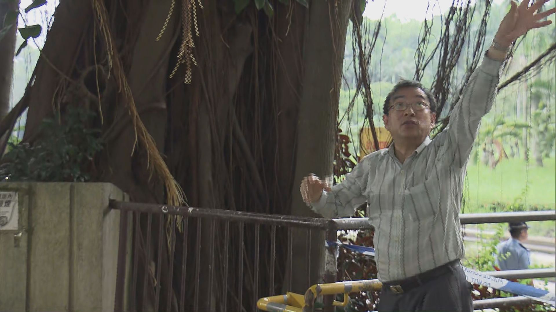 專家：折斷橡樹受真菌感染最少一年