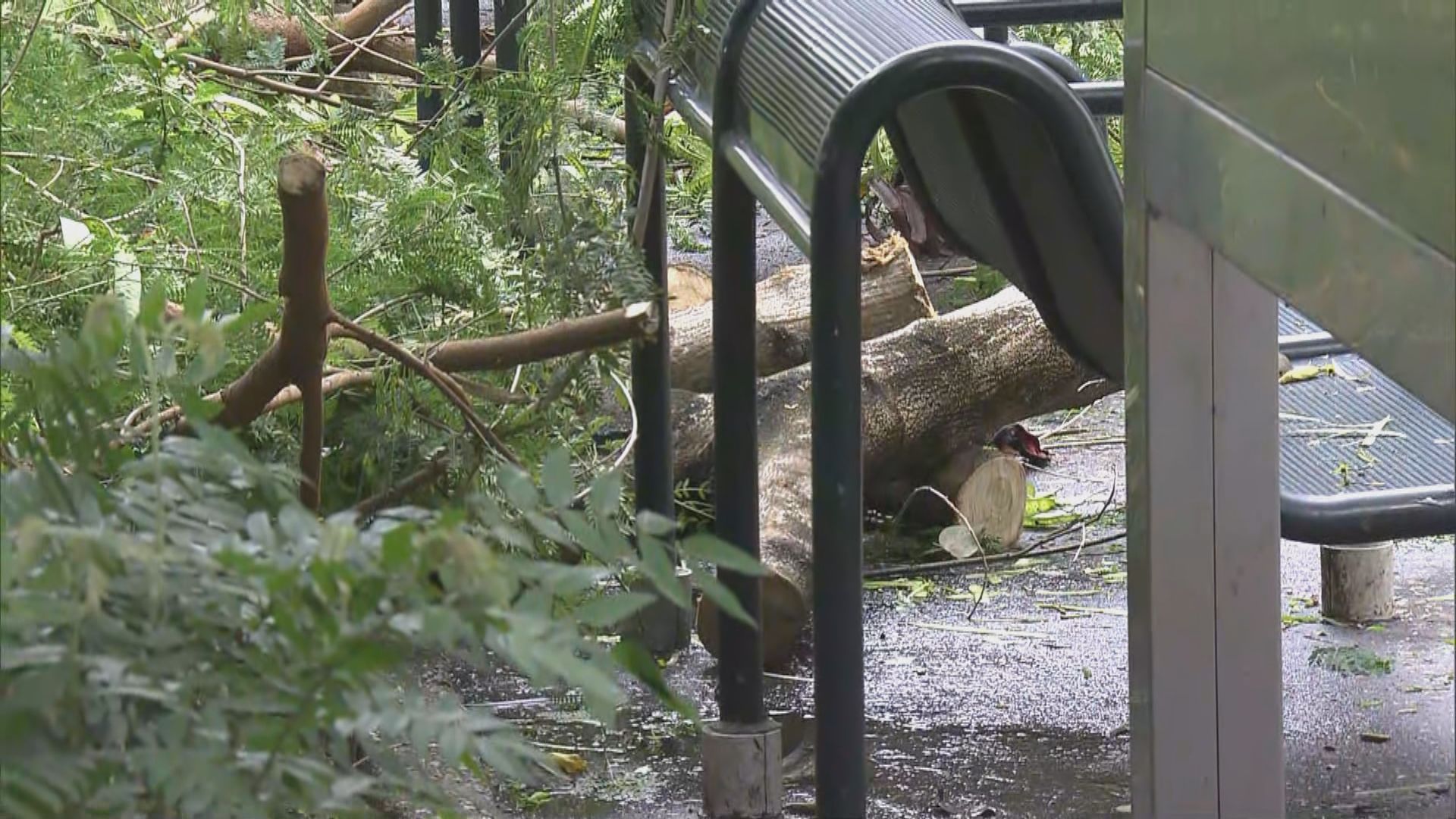 沙田博康邨樹幹折斷擊中一名老翁
