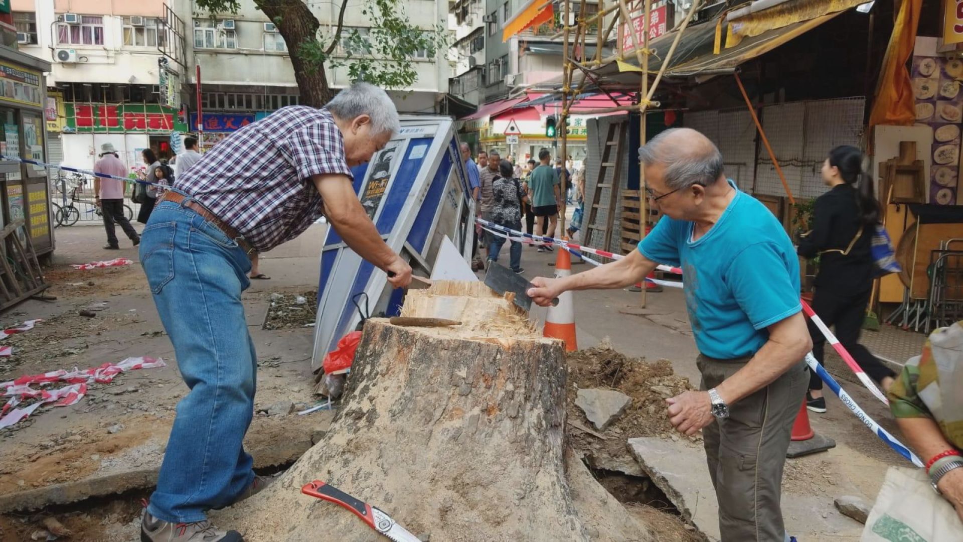 路政署移走大埔樟樹免巿民自行鋸走