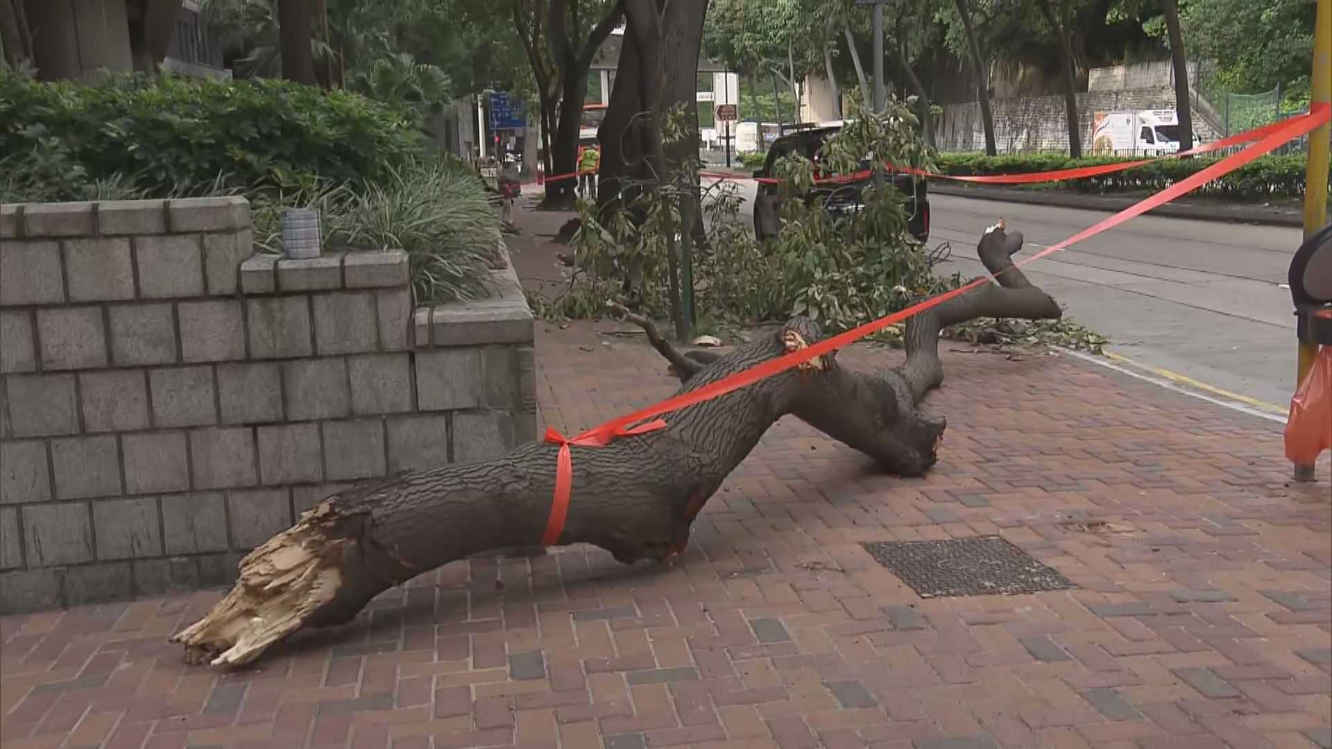 尖沙咀塌樹丫阻行人路