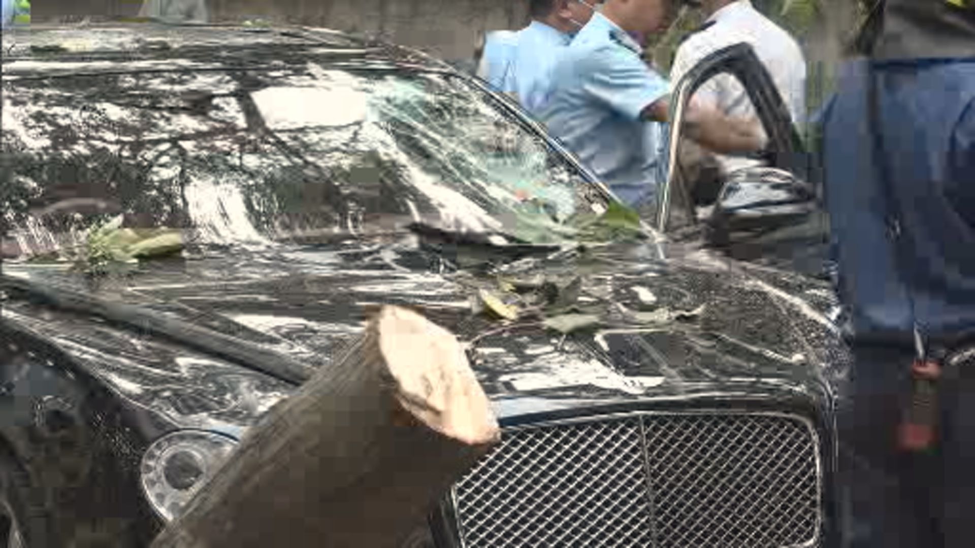 尖沙咀海防道20米高大樹倒下壓中黑色私家車