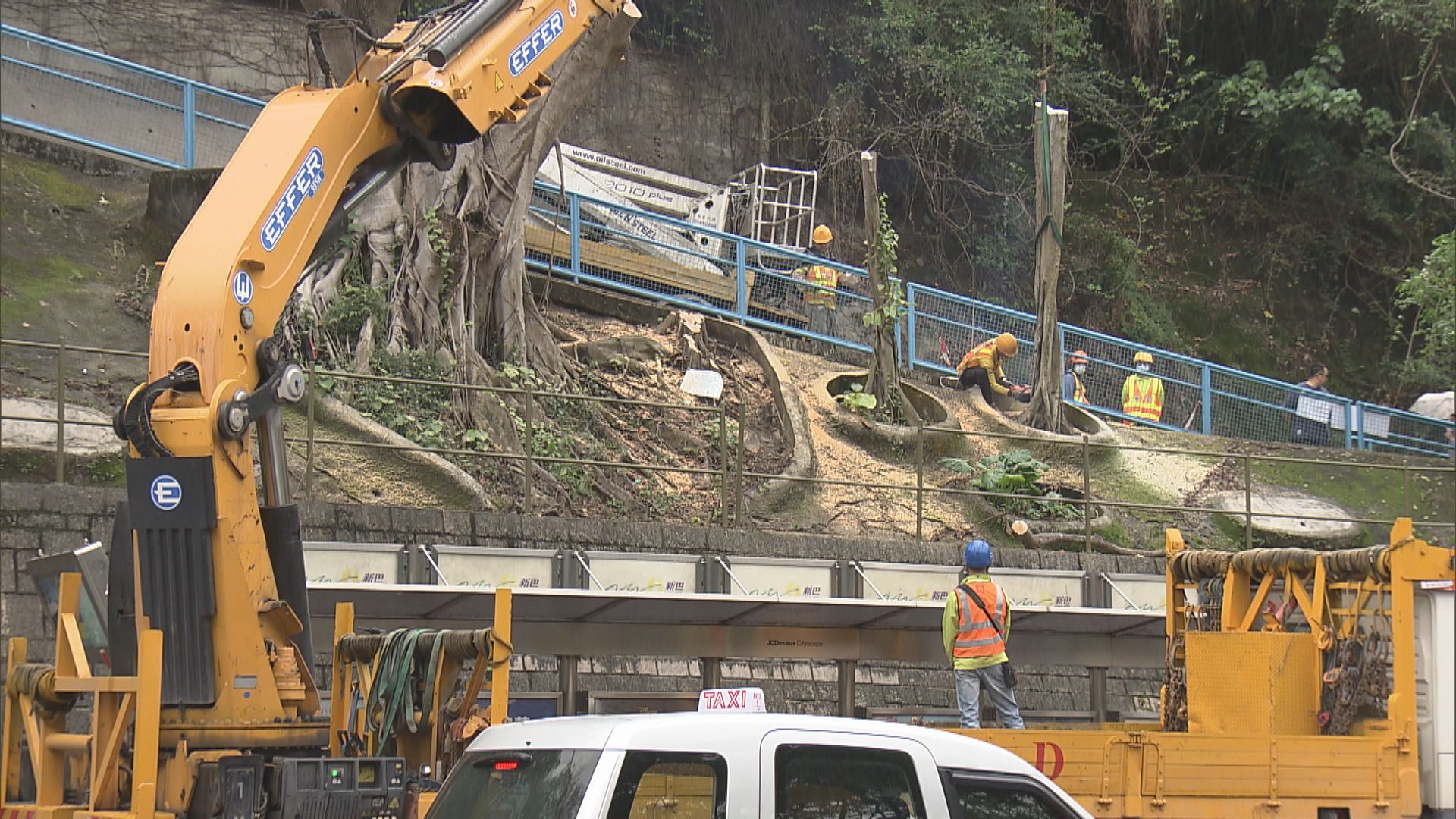 灣仔11米高古樹有倒塌風險　要緊急移除