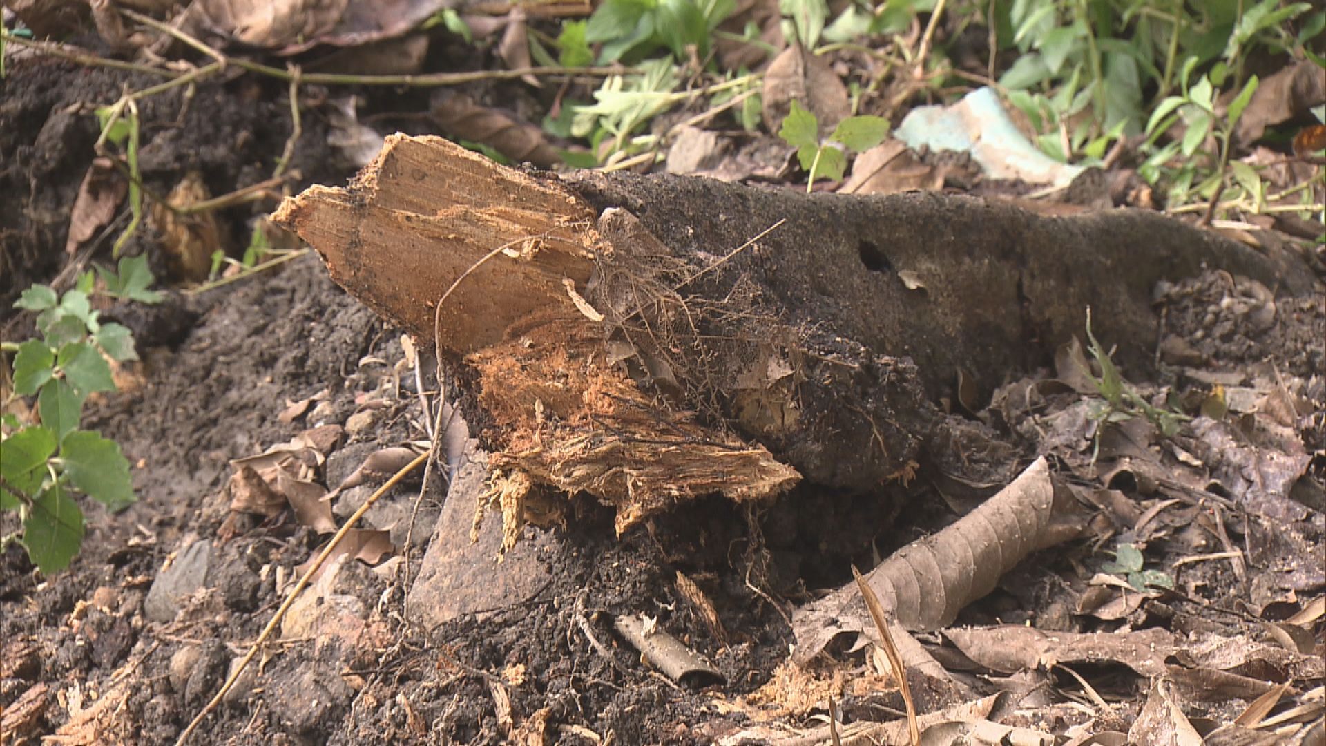 專家：薄扶林道塌樹板根受真菌侵蝕　頭重腳輕終撐不住