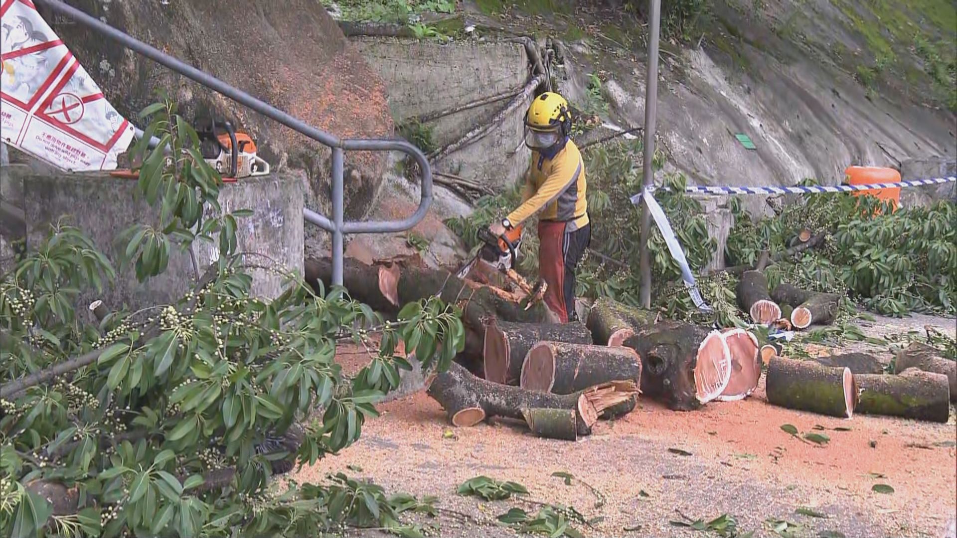 鑽石山有樹幹折斷壓傷三名途人