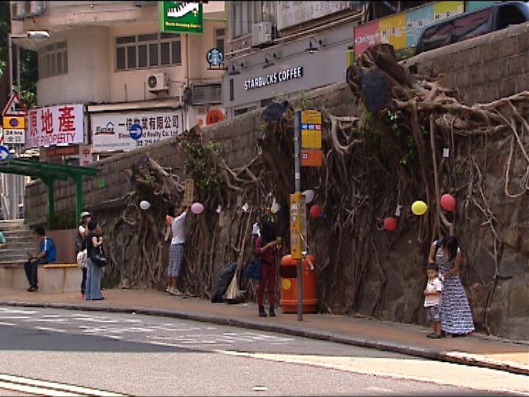 路政署：地方所限未能加固樹身