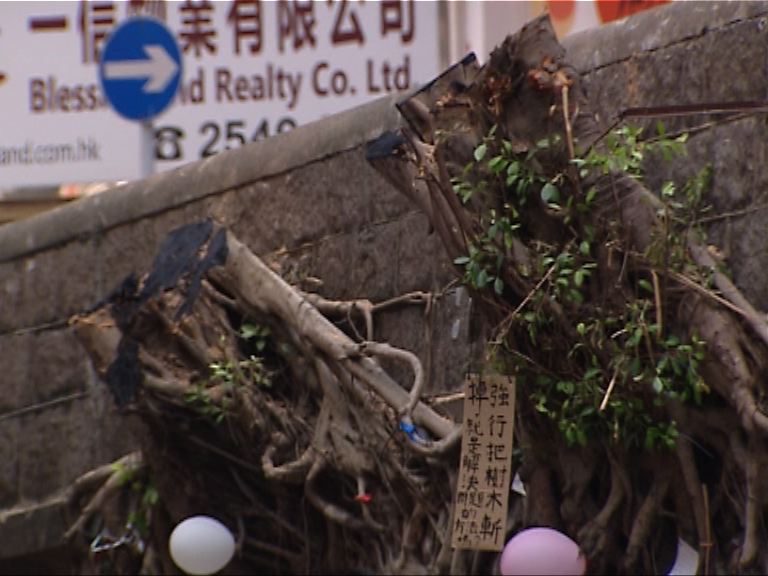 般咸道石牆樹遭砍掉　居民感可惜