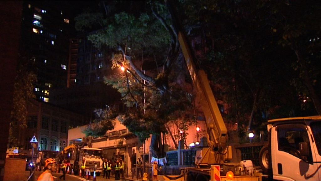 地政總署移除兩榕樹　般咸道解封