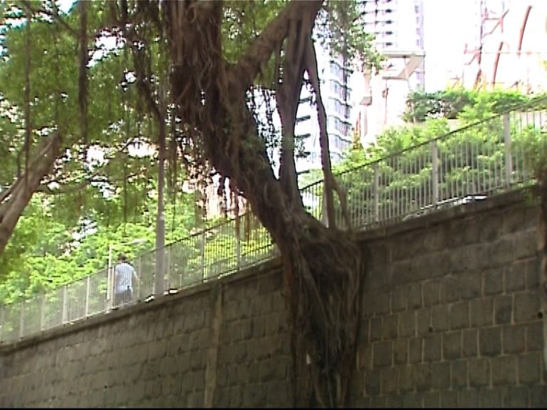 樹藝師：政府仍可先斬樹後通報