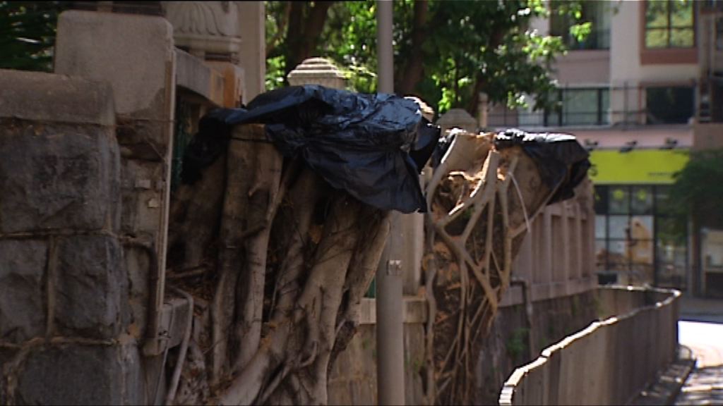 地政總署完成移除般咸道兩棵老榕樹