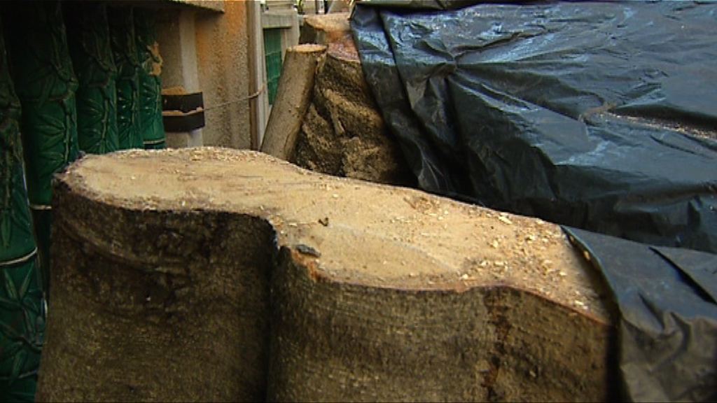 政府指般咸道大樹腐爛部分在樹樁下