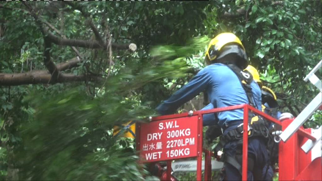跑馬地司徒拔道塌樹一度封閉