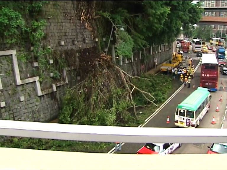 薄扶林道塌石牆樹　無人受傷