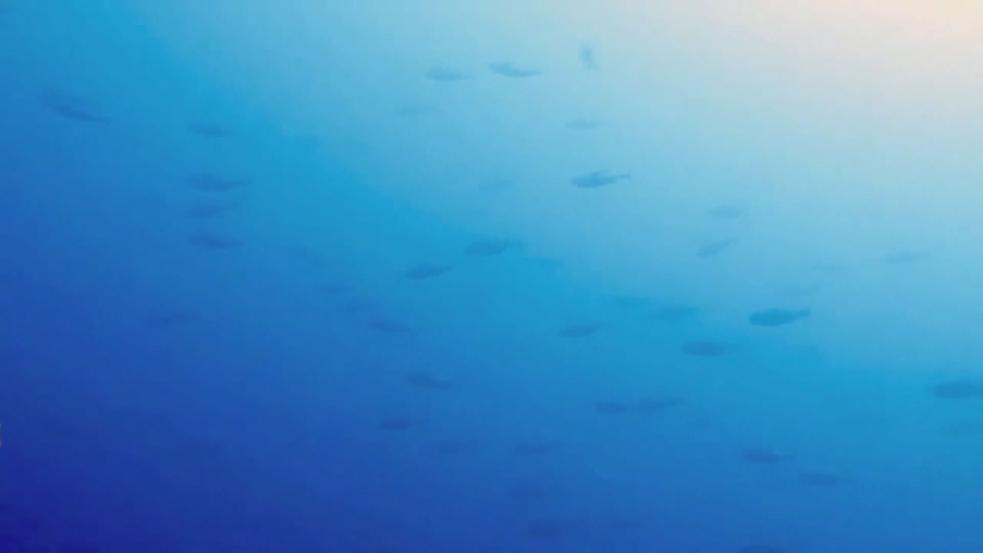 過度捕撈致大眼吞拿魚數量暴跌