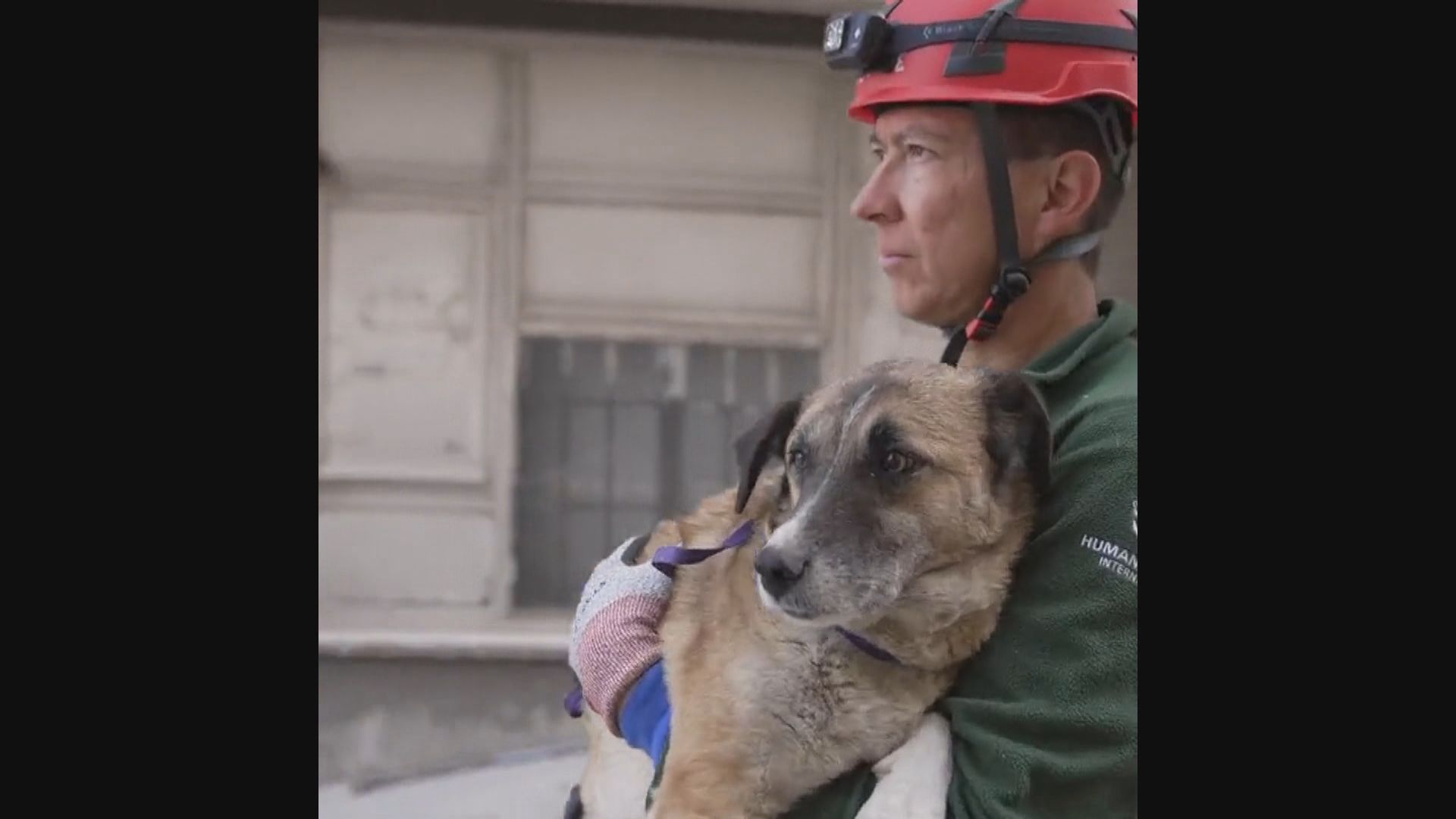 土耳其大地震一個月　仍有動物保護組織持續搜救動物