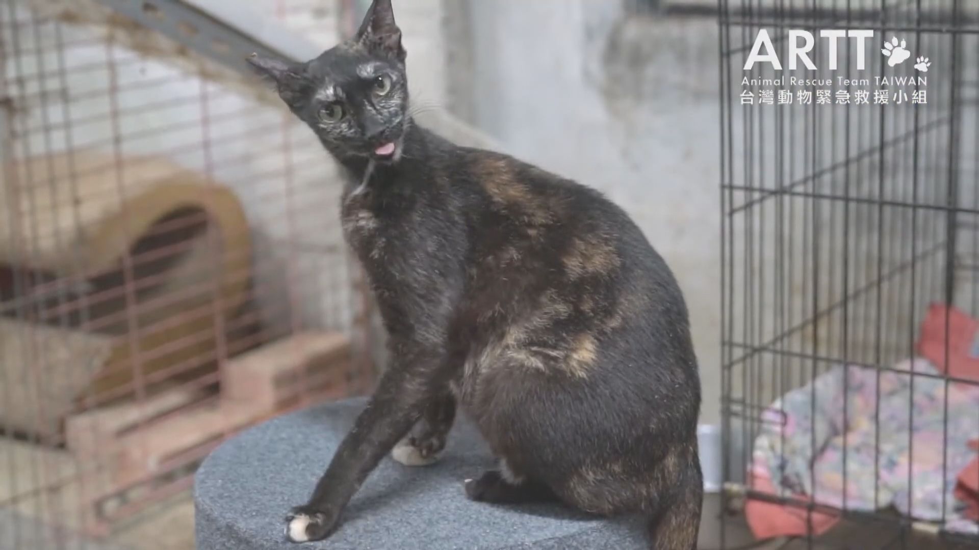 台灣修正《動物保護法》　惡意棄養亦屬虐待